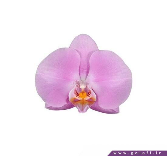 سایت گل فروشی، ارکیده فالانوپسیس کولومبو - Phalaenopsis Orchid | گل آف